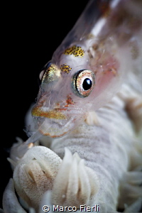 whip coral goby eating a tiny shrimp
(night dive, +10, c... by Marco Fierli 